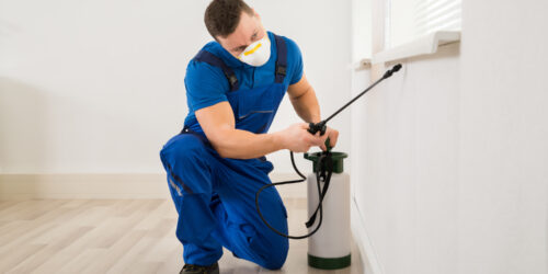 Pest Control – Types, Cost, And Top Services