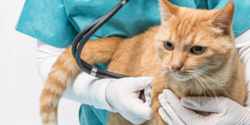 A Guide To Pet Insurance For Exotic Animals