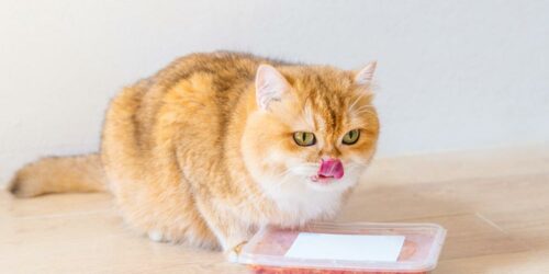 Best cat foods as per customer reviews