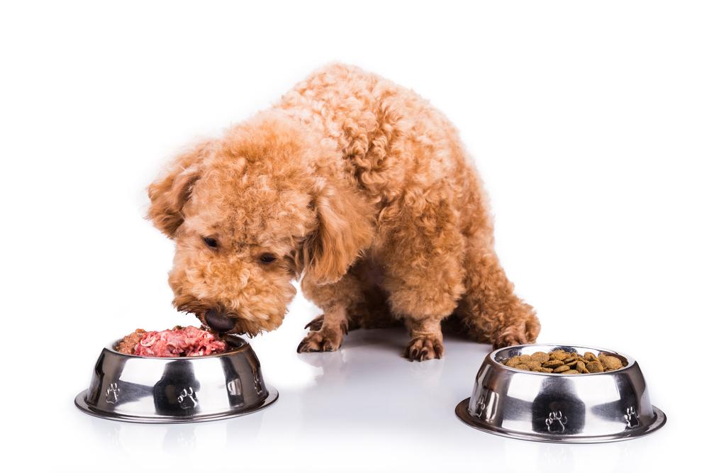Can a dog have a sensitive stomach – Can choosing the right food help