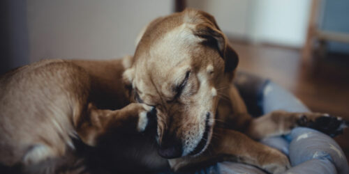 Essential flea medicines to keep your canine’s fur healthy