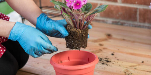 Tips to grow and maintain a container garden of perennial plants