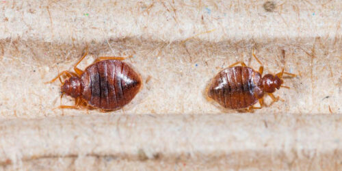 Top 3 bed bug sprays you can consider