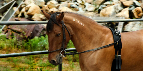 4 common aids used to train horses