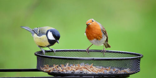 5 bird feeders you can choose from