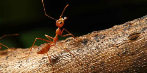 What Are the Treatments for Fire Ant Sting?