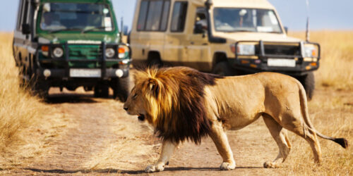 8 Best Safari Tours in Africa