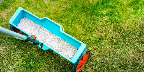 10 Best Materials for Top Dressing a Lawn