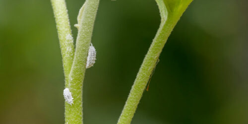 6 Ways to Deal With a Mealybug Infestation